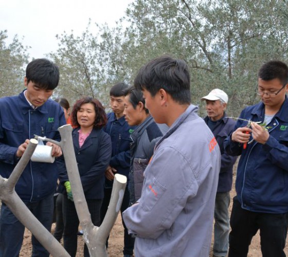 公司从产业链起始端着手，引进良种优苗，繁育基地苗圃，优化树种，以优质的橄榄树苗为生产特级初榨橄榄油提供基础保障。在以自建万亩国家标准化油橄榄..